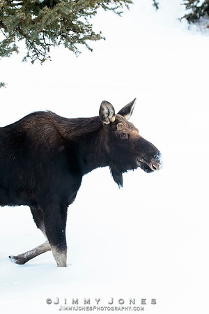 Silver Dollar Bull Moose