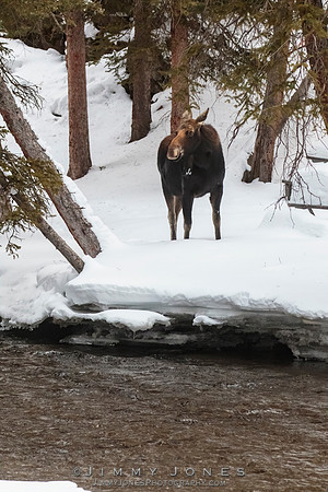 Silver Dollar Bull Moose