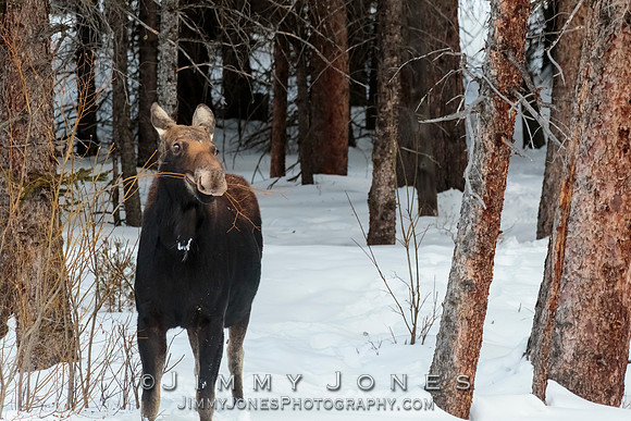 Silver Dollar Bull Moose