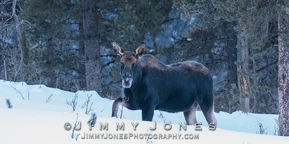 Silver Dollar Moose