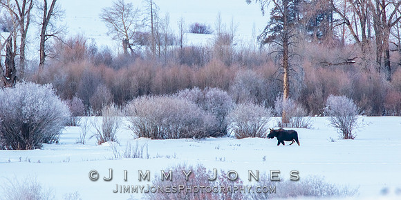 Moose