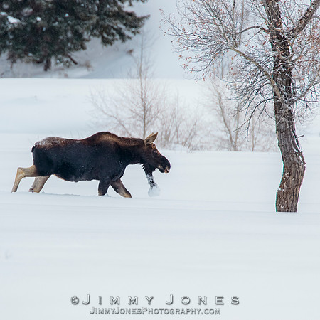 Silver Dollar Bull Moose