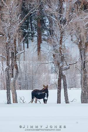 Silver Dollar Bull Moose
