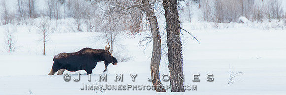 Silver Dollar Bull Moose