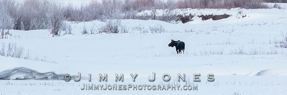 Moose