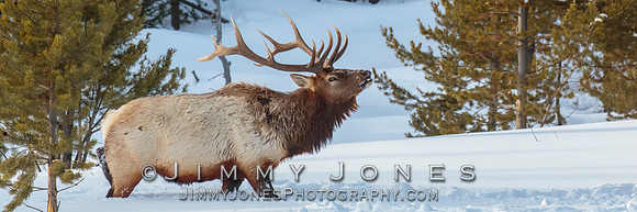 Bull Elk