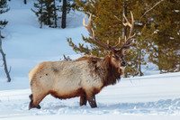 Elk