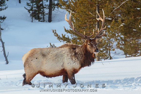 Bull Elk