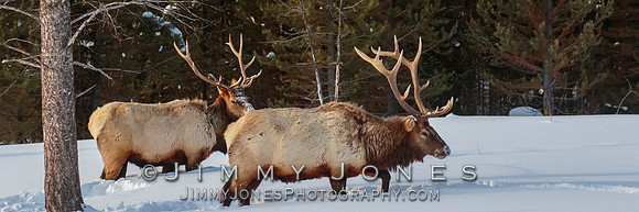 Bull Elk