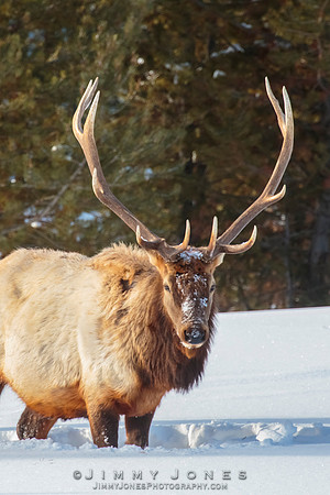 Bull Elk