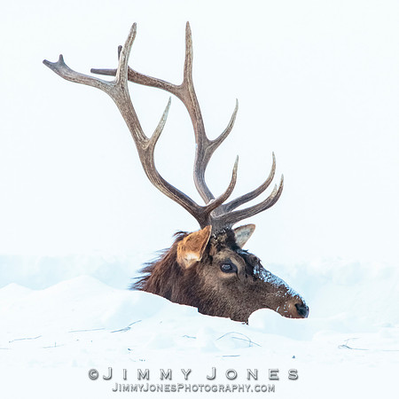 Bull Elk