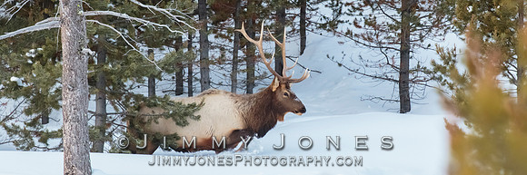 Bull Elk