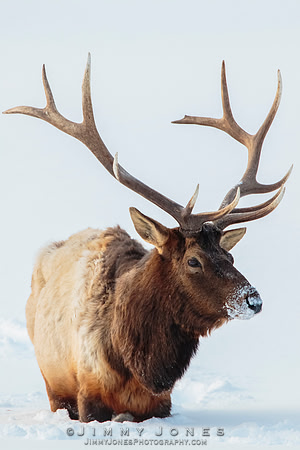 Bull Elk