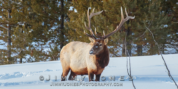 Bull Elk
