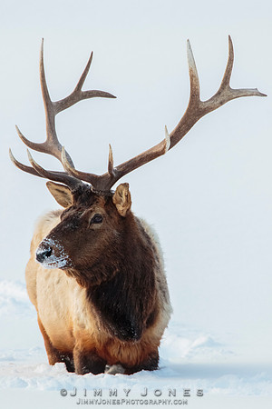 Bull Elk