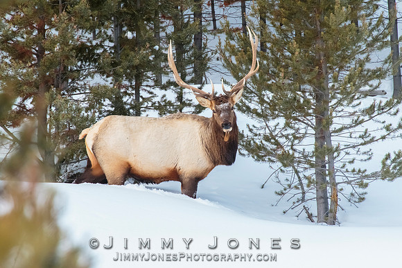 Bull Elk