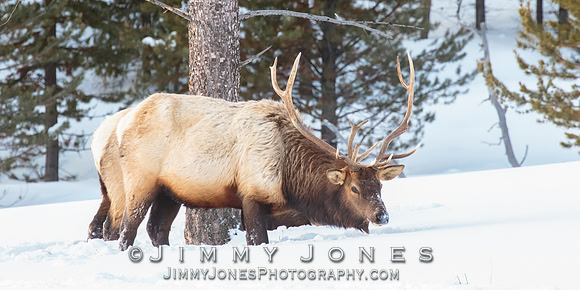 Bull Elk