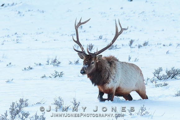 Bull Elk