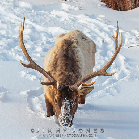 Bull Elk