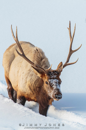 Bull Elk