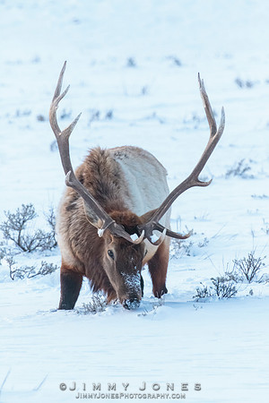 Bull Elk