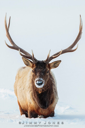 Bull Elk