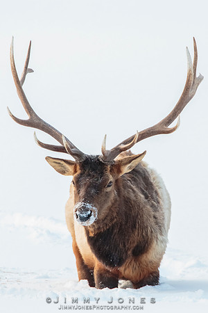 Bull Elk
