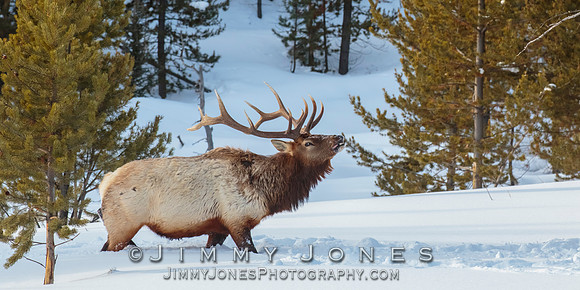 Bull Elk