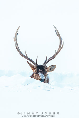 Bull Elk