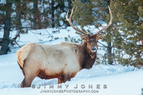 Bull Elk