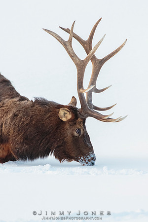 Bull Elk