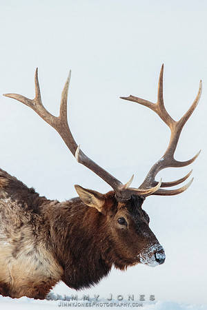 Bull Elk