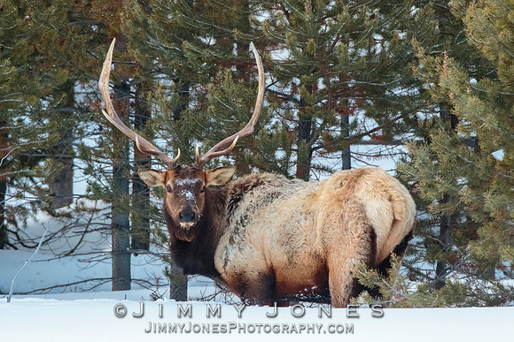 Bull Elk