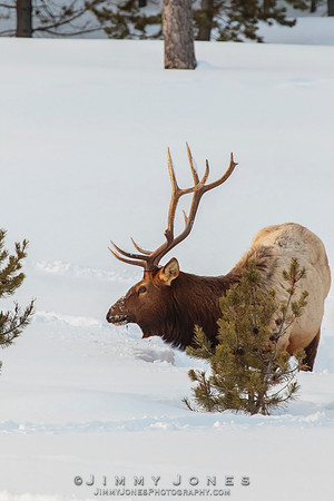 Bull Elk