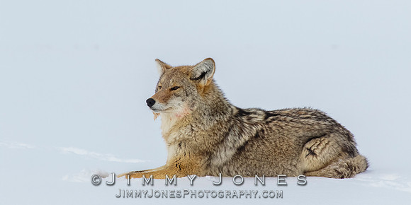 Coyote
