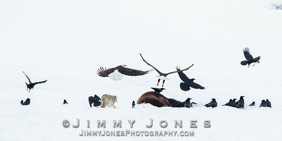 Bison Carcass w/ Bald Eagles and Coyote in Lamar Valley