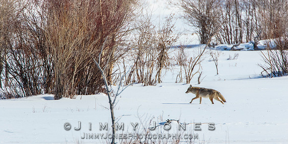 Coyote