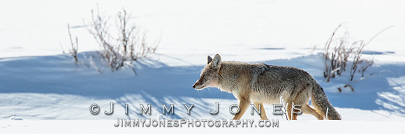 Coyote