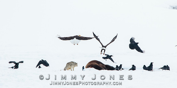 Bison Carcass w/ Bald Eagles and Coyote in Lamar Valley