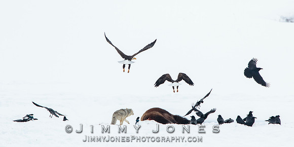 Bison Carcass w/ Bald Eagles and Coyote in Lamar Valley