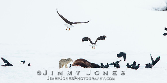 Bison Carcass w/ Bald Eagles and Coyote in Lamar Valley