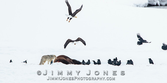Bison Carcass w/ Bald Eagles and Coyote in Lamar Valley