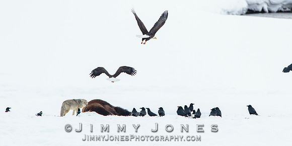Bison Carcass w/ Bald Eagles and Coyote in Lamar Valley