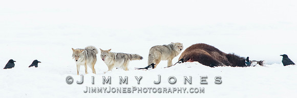 Bison Carcass w/ Coyotes in Lamar Valley