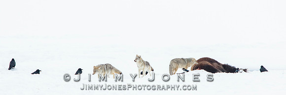 Bison Carcass w/ Coyotes in Lamar Valley