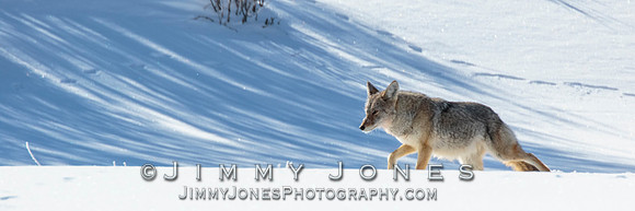 Coyote