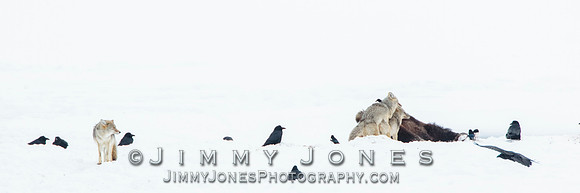 Bison Carcass w/ Coyotes Mating in Lamar Valley