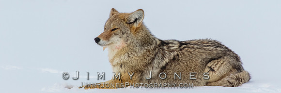 Coyote