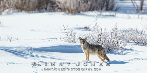 Coyote