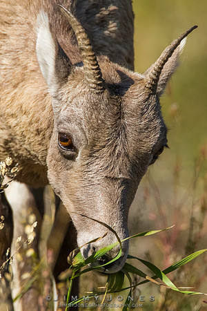 Big Horn Sheep - CS/P0335